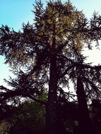 Low angle view of tree against sky