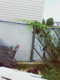 Plants in backyard