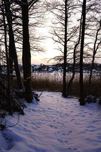 Bare trees on landscape