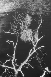High angle view of tree by lake