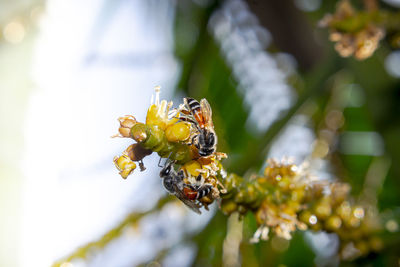 Close-up of bee pollinating on flower