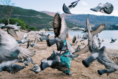 Seagulls flying over landscape