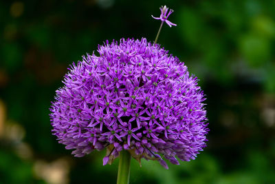 Close-up of purple flowering plant