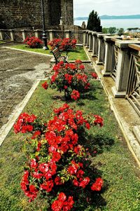 Close-up of red flowers