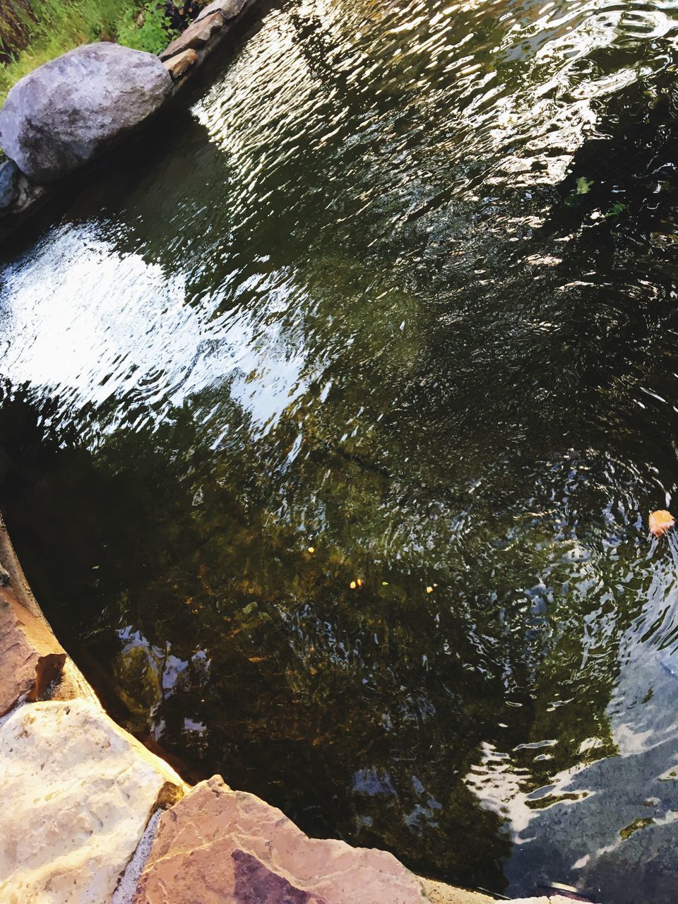 water, rock - object, nature, high angle view, river, day, waterfront, outdoors, no people, tranquility, beauty in nature, animal themes, close-up