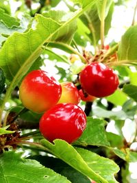 Close-up of cherries on tree