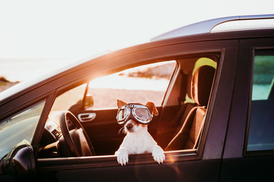 Dog wearing glasses while looking through car window