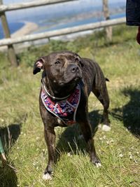 Dog on holiday in a happy stance