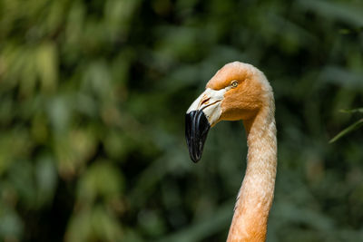 Close-up of bird