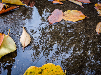 Close-up of turtle in water