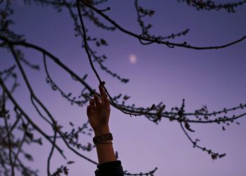 Low angle view of bare trees against sky