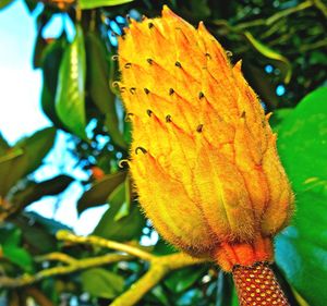 Close-up of orange flower