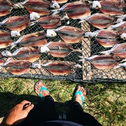 Low section of man wearing fish