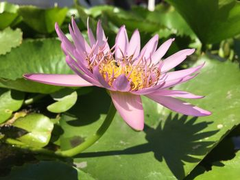 Close-up of lotus water lily in pond