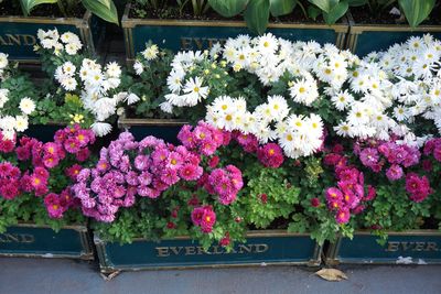 Close-up of pink flowering plants