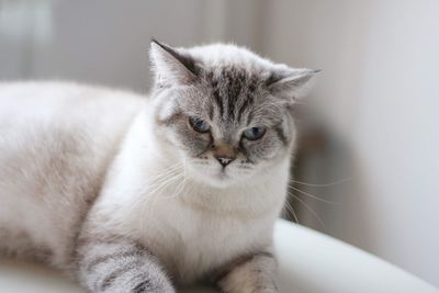 Close-up portrait of cat at home