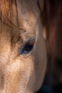 Close-up of horse looking away