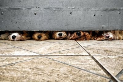 Portrait of dog spotting under the gate on tiled floor