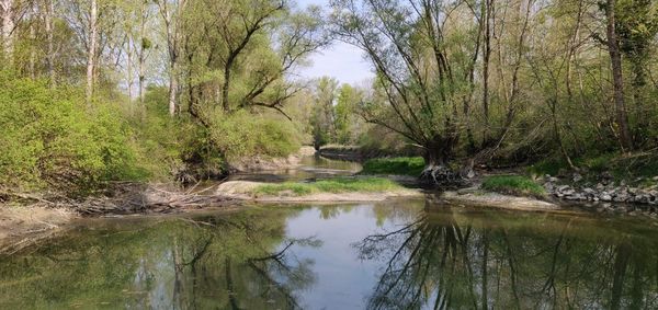 Reflection of trees in lake