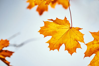 Close-up of maple leaves against sky