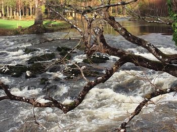 Trees growing in water