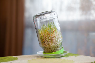 Close-up of drink in glass on table