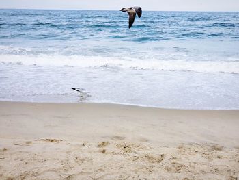 View of bird on beach