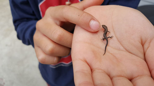 Close-up of hand holding insect