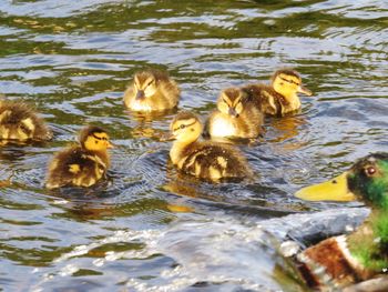 Ducks in water