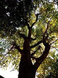 Low angle view of trees