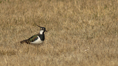 View of bird on field