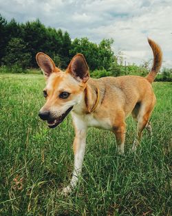 View of dog on field