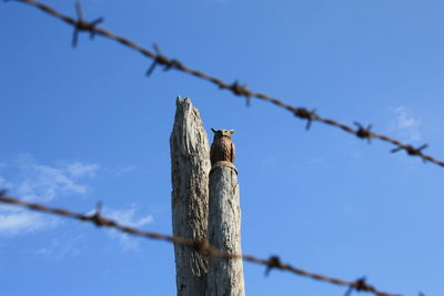 Low angle view of bird perching on wooden post against sky behind barb wire fence 