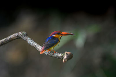 Close-up of bird perching on branch