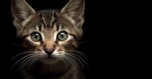 Close-up portrait of cat