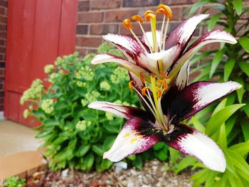 Close-up of flowers blooming outdoors