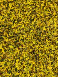 Full frame shot of yellow flowering plant leaves