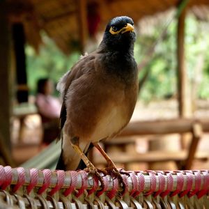 Close-up of bird perching on wood