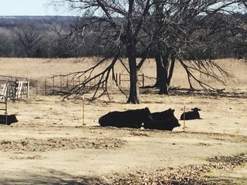 Horse on field against bare trees