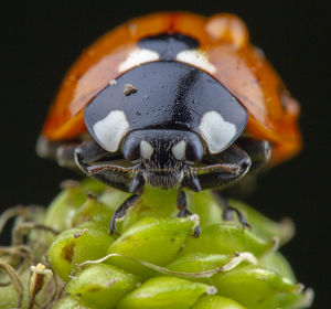 Pretty red ladybug taking acrobat position in a green leaf
