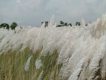 High angle view of stalks in field against sky