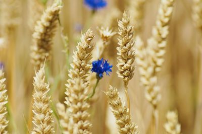 Close-up of crop on field