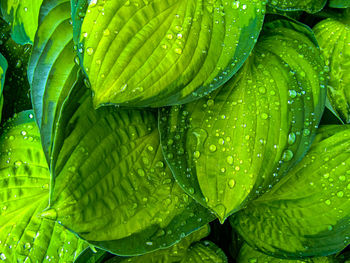 Full frame shot of wet leaves