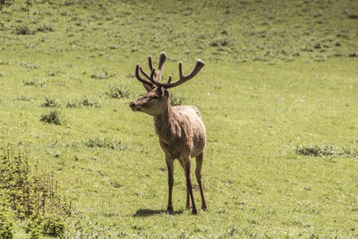 Deer standing on field