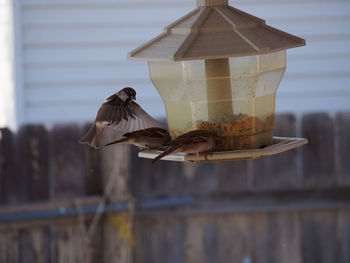 Birds against blurred background