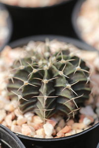 Close-up of succulent plant