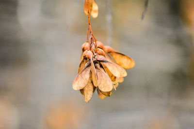 Close-up of wilted plant