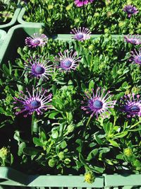 Close-up of purple flowers