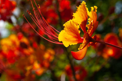 Close-up of red flowering plant