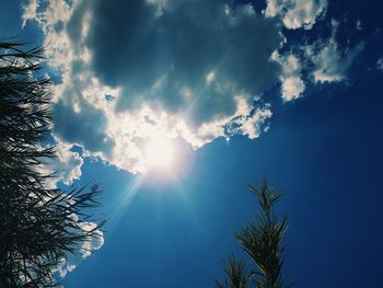 Low angle view of tree against blue sky